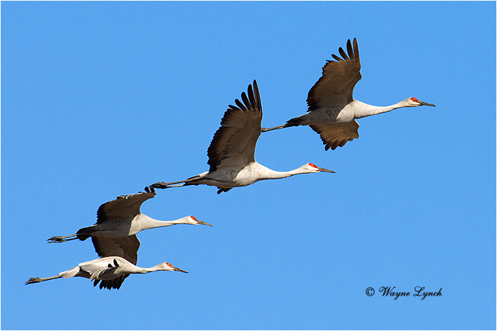 Sandhill Cranes 103 by Dr. Wayne Lynch &copy;